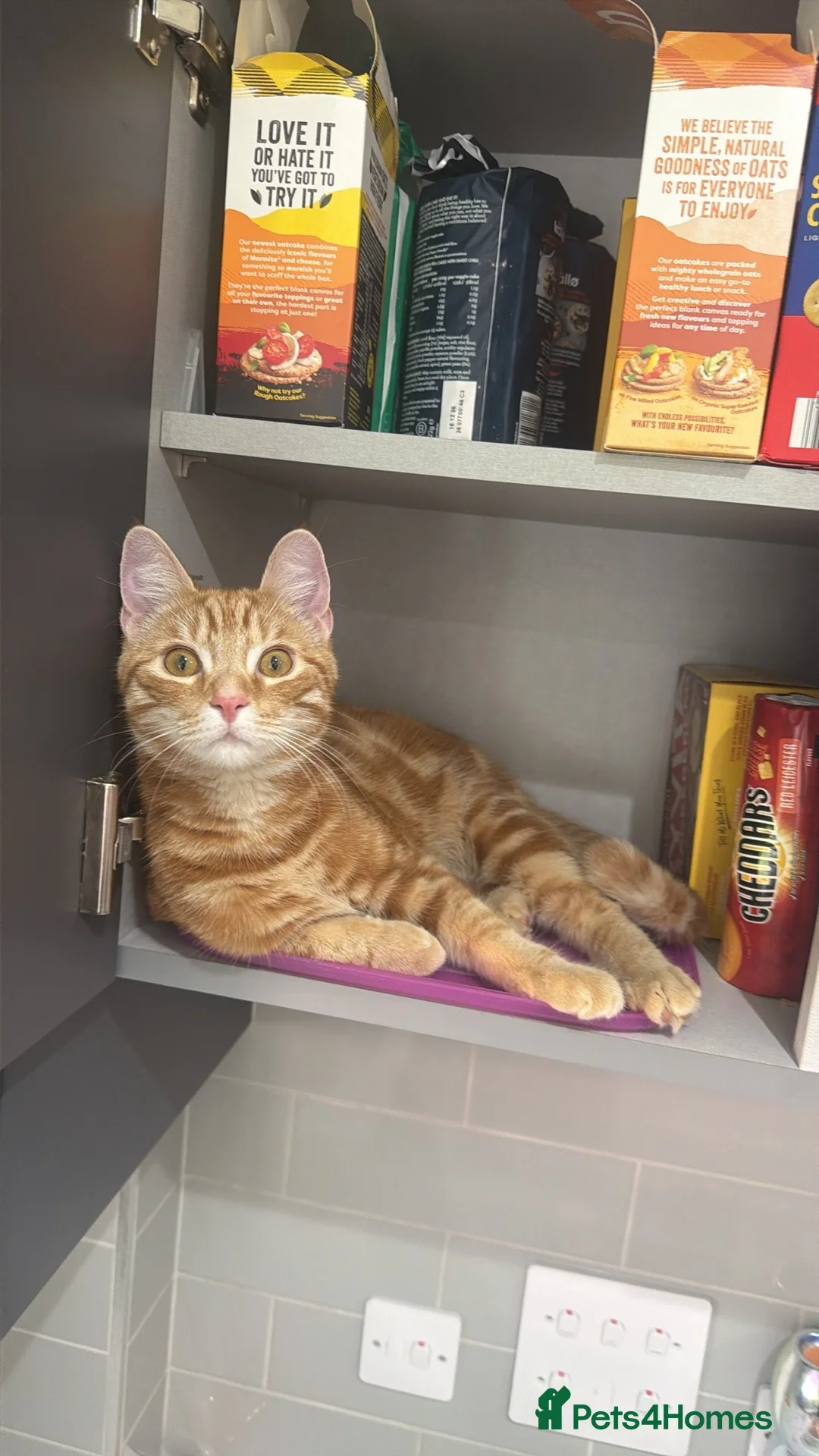 Mixed Breed cats for sale: 8Month old ginger kitten - Advert 2