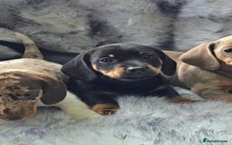 Miniature Dachshund dogs for sale: Miniature Smooth Dachshund Puppies  - Image 14