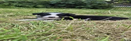 Border Collie dogs for sale: Border collie puppies  - Advert 10