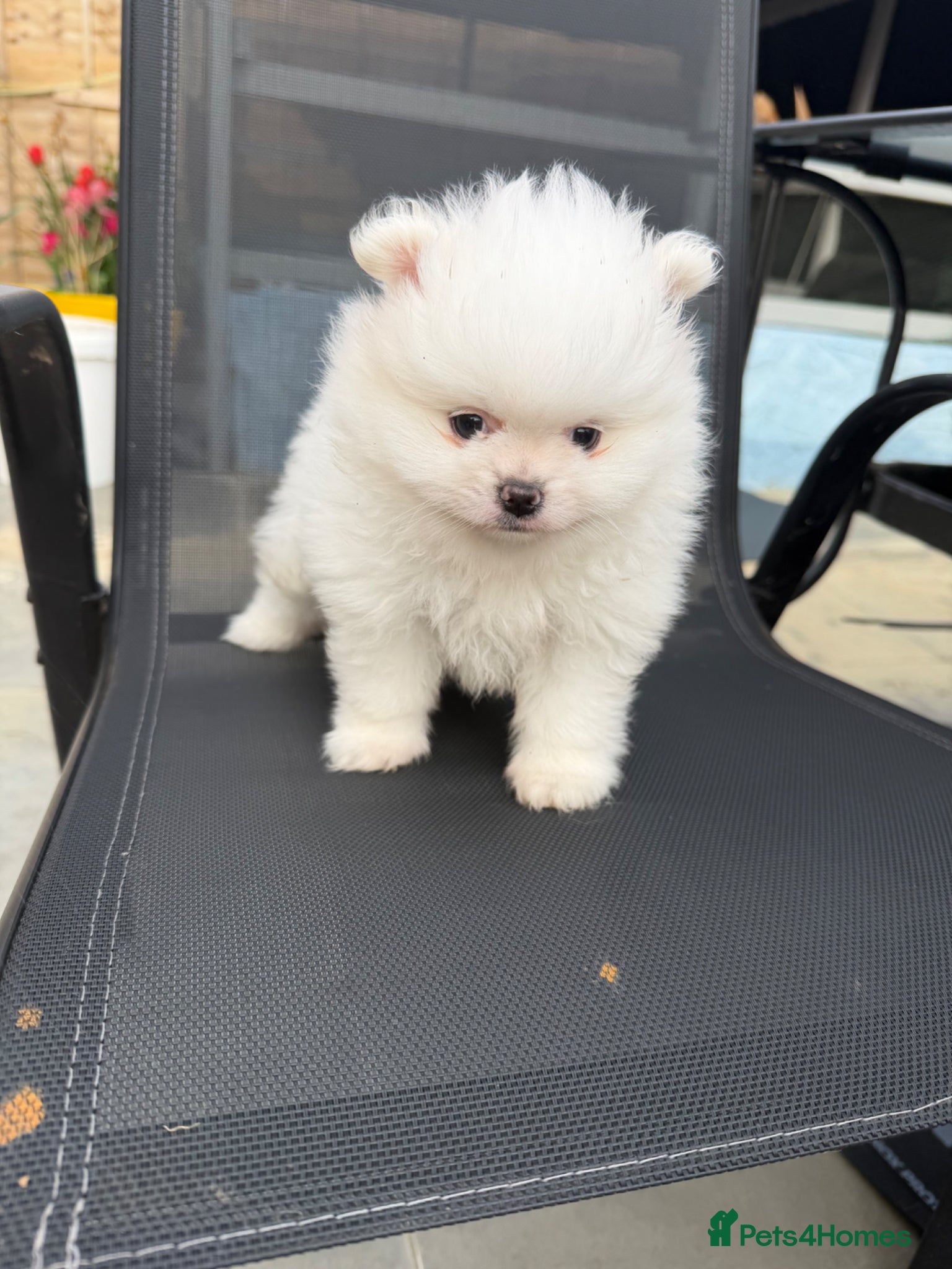 Pomeranian dogs KC Pomeranian white girl puppy for sale  - Advert 13