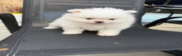 Pomeranian dogs for sale: KC Pomeranian white girl puppy for sale  - Advert 7