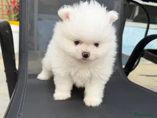 Pomeranian dogs KC Pomeranian white girl puppy for sale - Advert 13