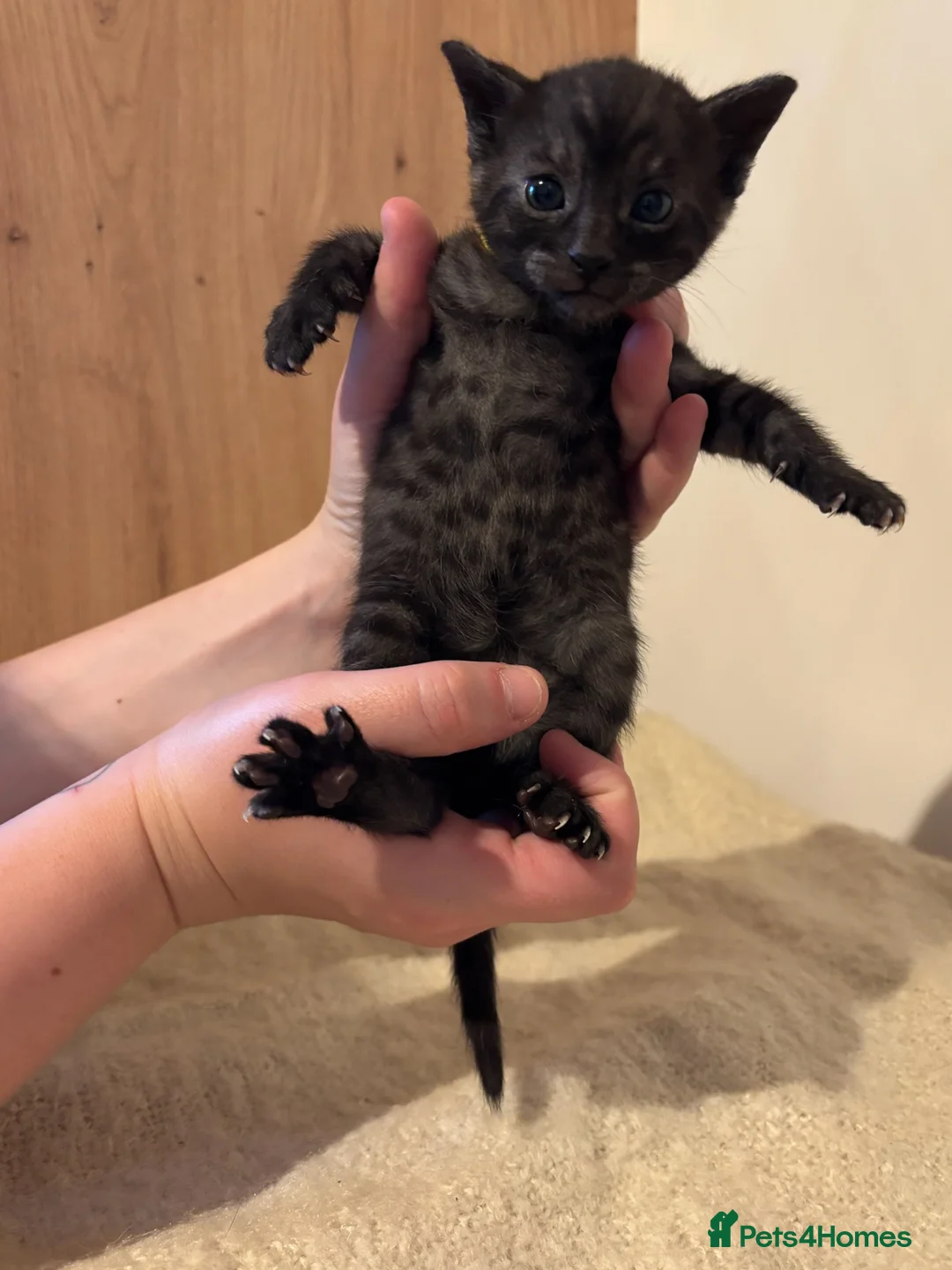 Bengal cats for sale: Pedigree Tica Bengal Kittens - Advert 38