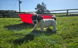Jack Russell dogs for sale: Traditional Jack Russell Puppies - Image 11