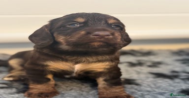 Cocker Spaniel dogs - Advert 8