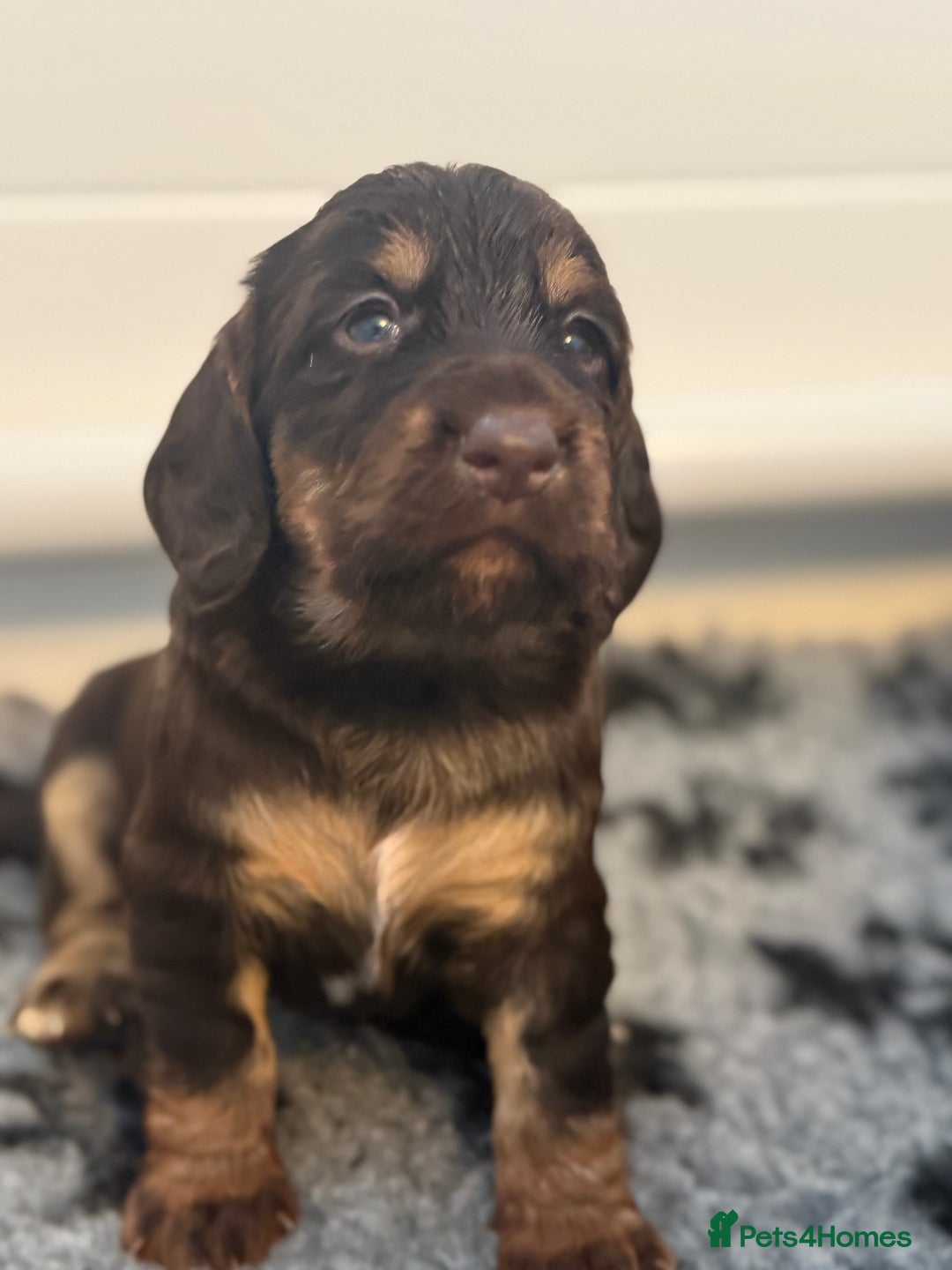 Cocker Spaniel dogs for sale: Beautiful Kc Working Cocker Spaniel Puppies - Image 2