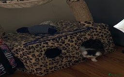 British Shorthair cats for sale: Ready for a loving home now  - Image 24