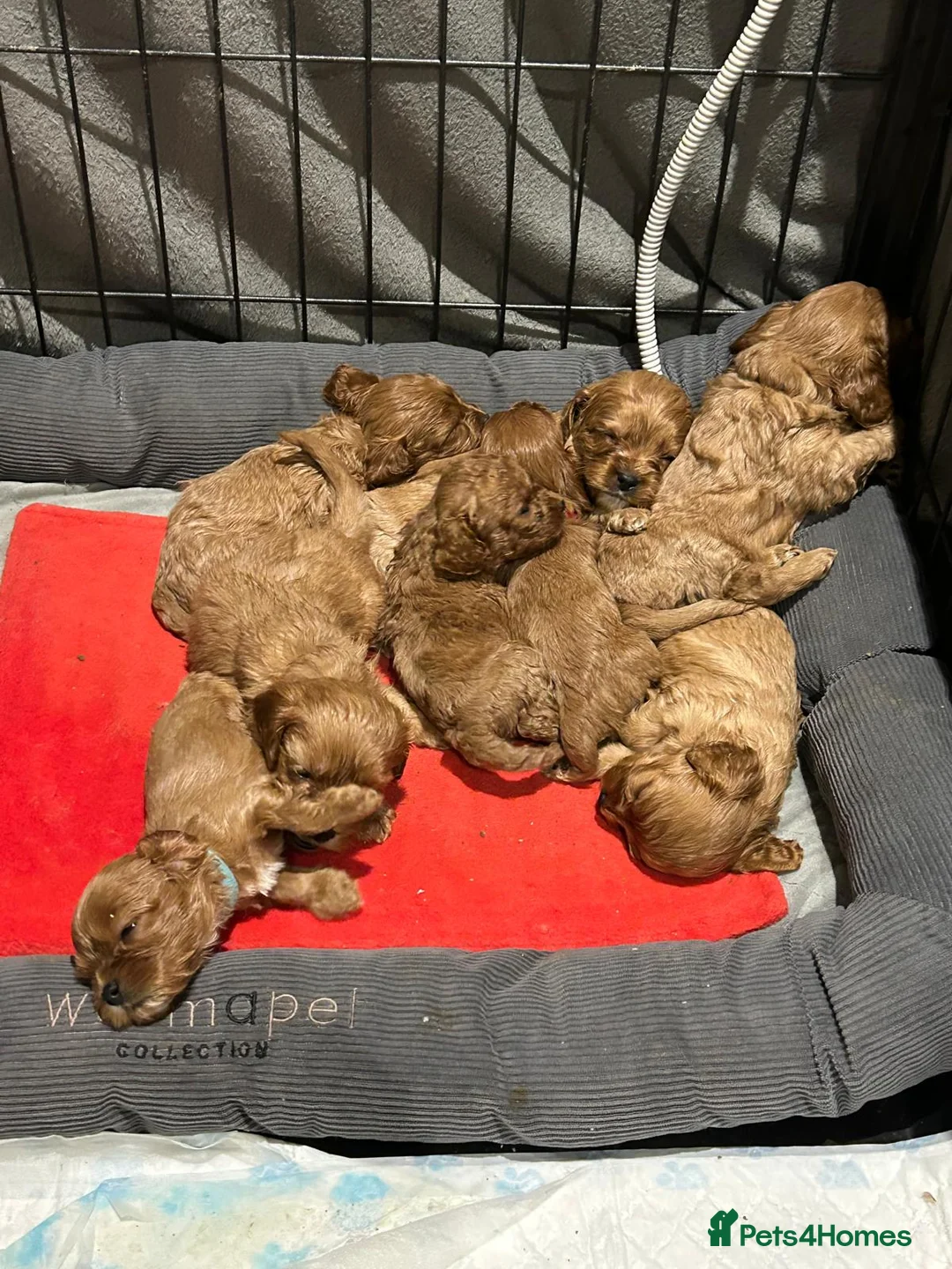 Cavapoo dogs for stud: PROVEN F1 Red Cavapoo stud-DNA Fully health tested - Advert 21