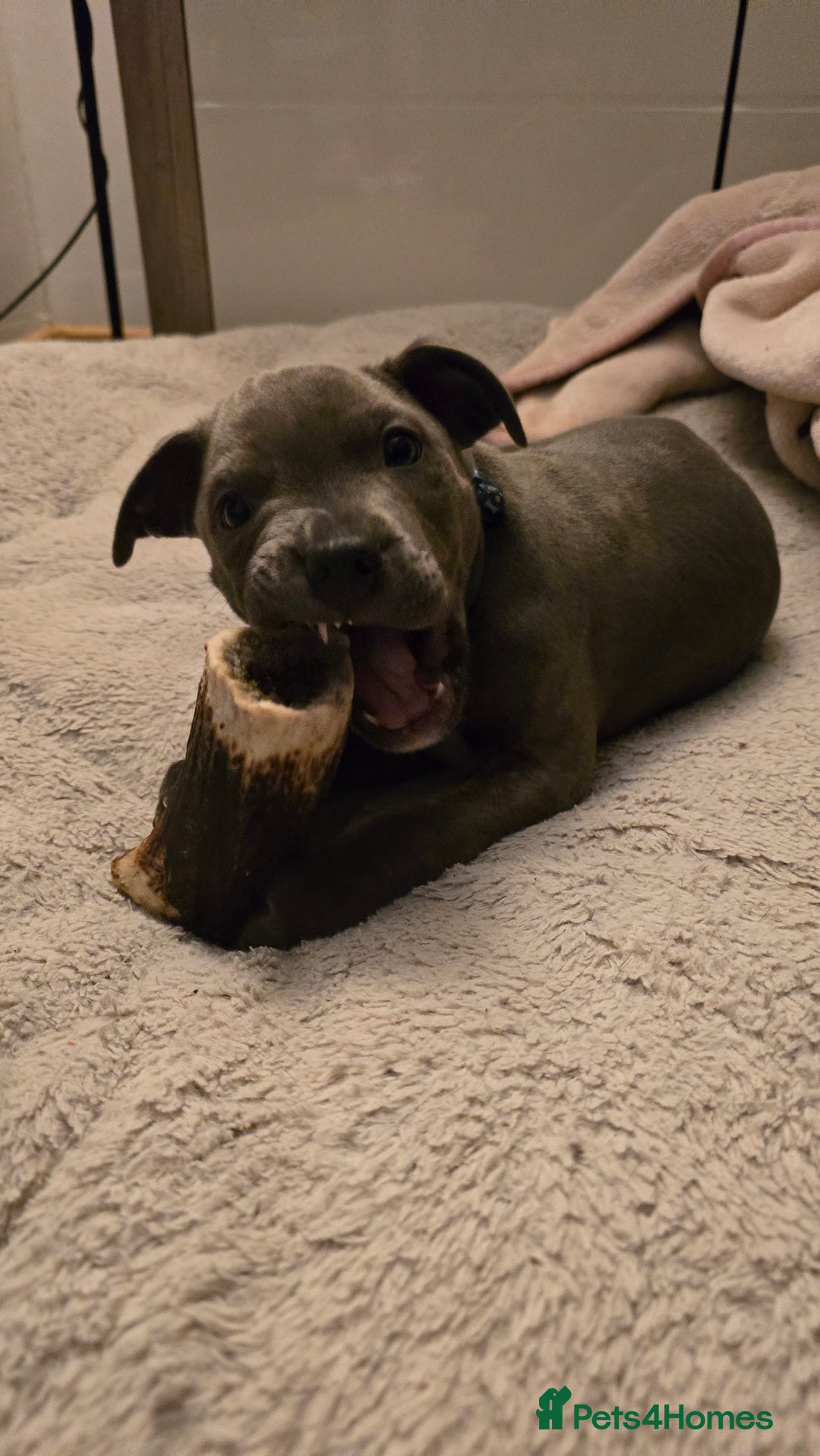 Staffordshire Bull Terrier dogs for sale: Blue staffordshire bull terrier - Advert 3