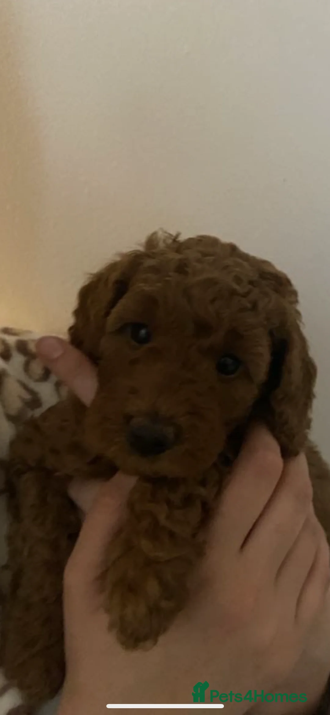 Miniature Poodle dogs for stud: Merlesque Top Gun mahogany mini poodle in Chorley - Advert 10