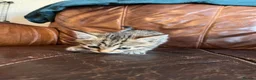Domestic Shorthair cats for sale: Tabby kittens - Advert 6