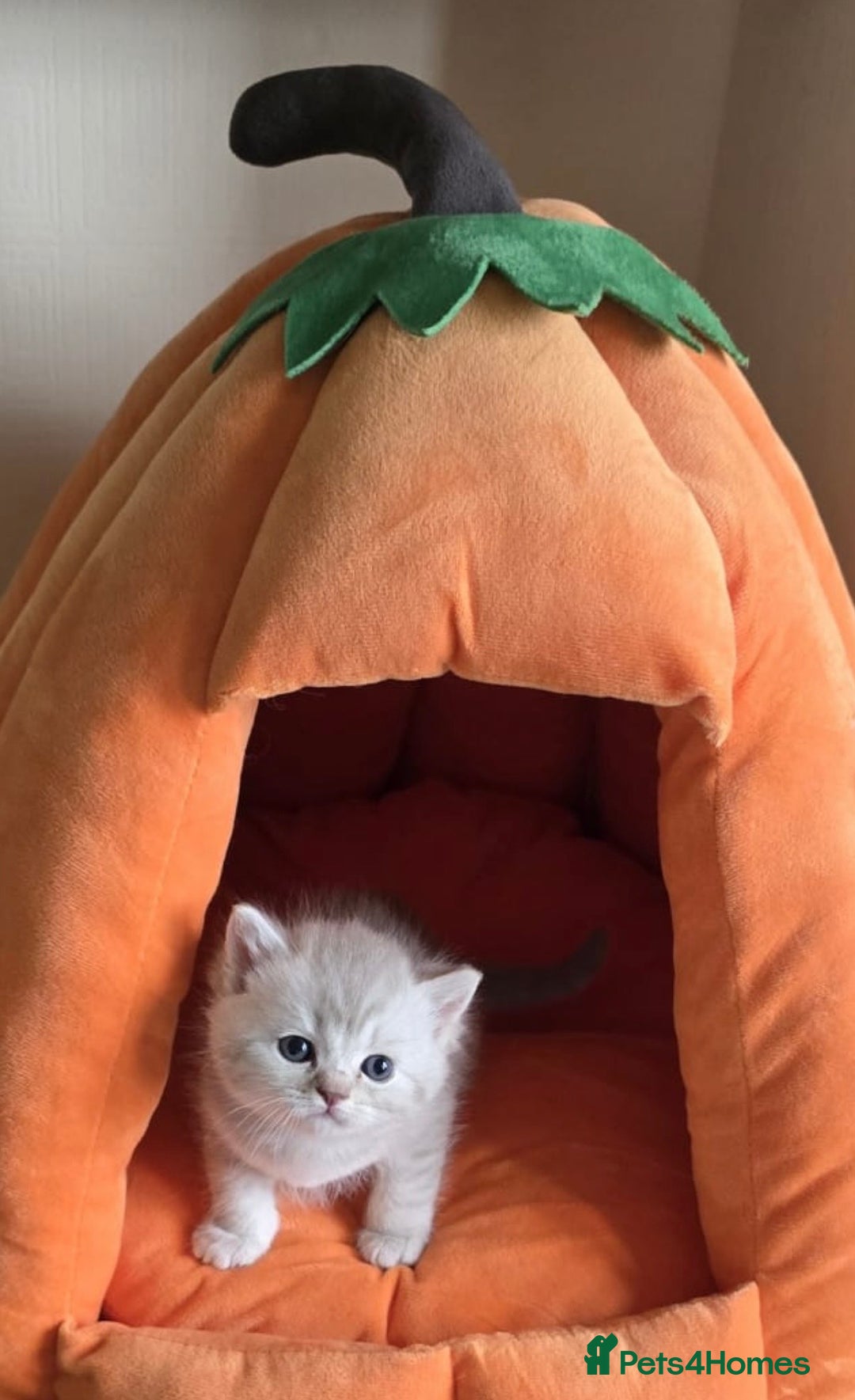Persian cats for sale: 6 Beautiful Persians.  - Image 5