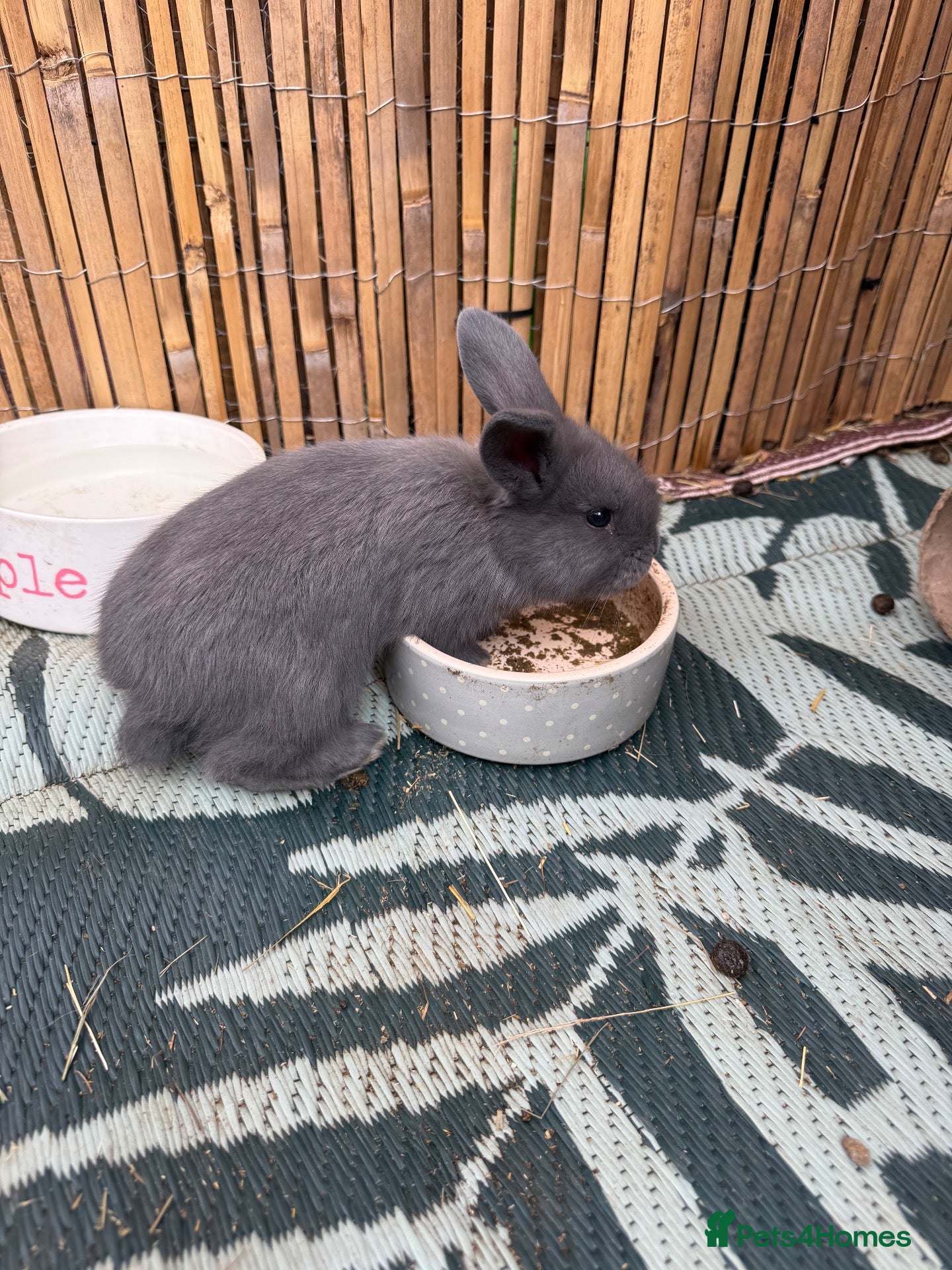 Mini Lop rabbits 8 Mini Lops - Waiting list open - Advert 2
