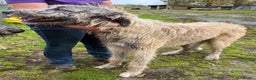 Irish Wolfhound dogs for sale: Bred From Extensively Health Tested Parents - Advert 23