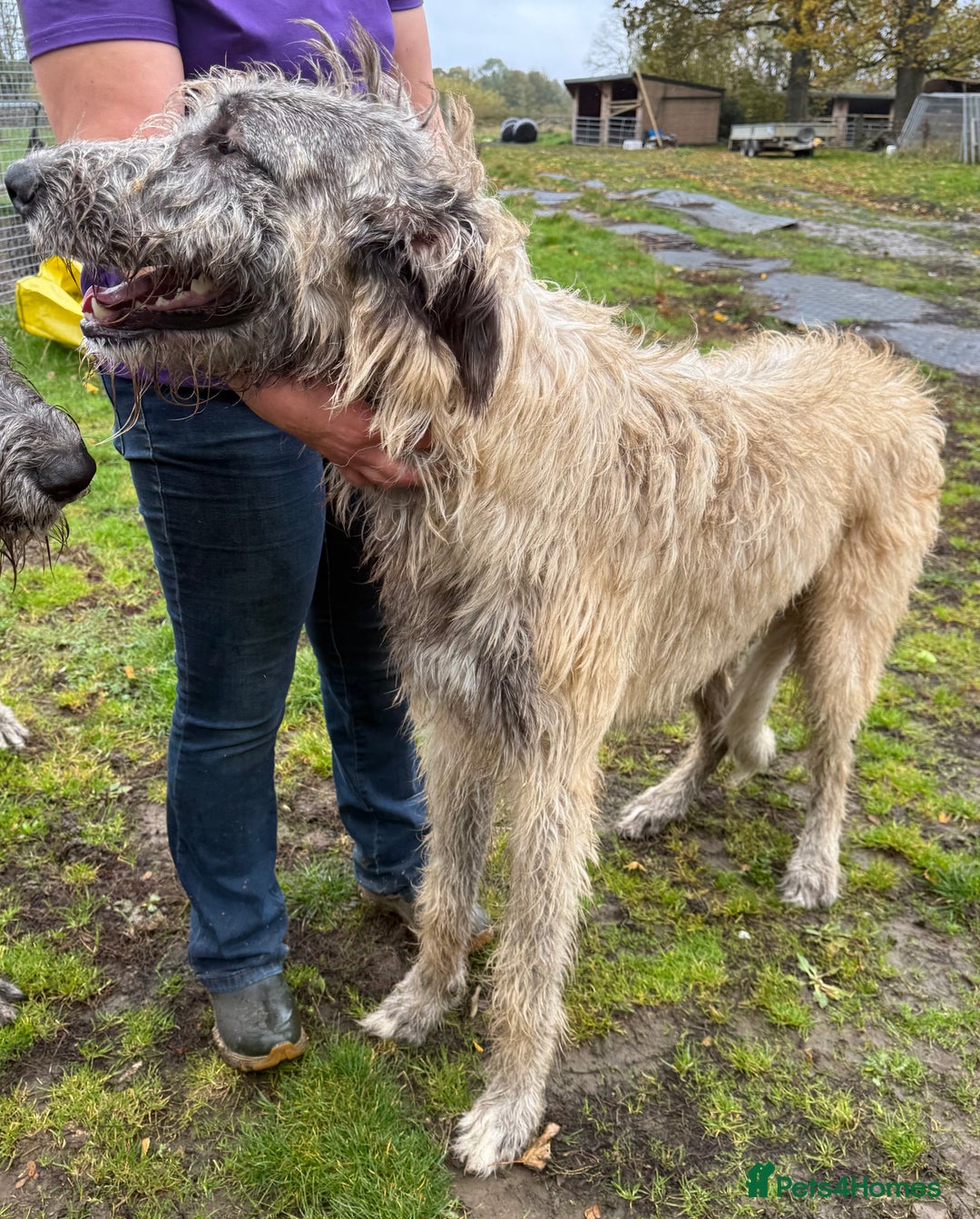 Irish Wolfhound dogs for sale: Bred From Extensively Health Tested Parents - Advert 23