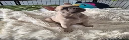 French Bulldog dogs for sale: Lilac fawn beautiful Frenchie boy. Singleton in Canvey Island - Advert 12