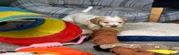 Cocker Spaniel dogs for sale: Stunning Orange roan boys - Advert 16