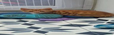 Mixed Breed 1