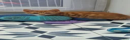 Mixed Breed cats for sale: 3 little kittens( 1 ginger boy+2 girls) - Advert 4