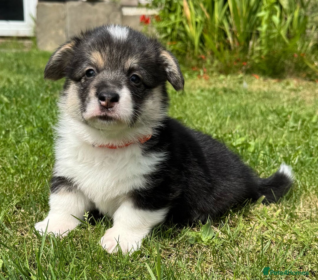 Welsh Corgi Pembroke dogs for sale: Champion bloodline KC reg. Pembrokes - Image 15