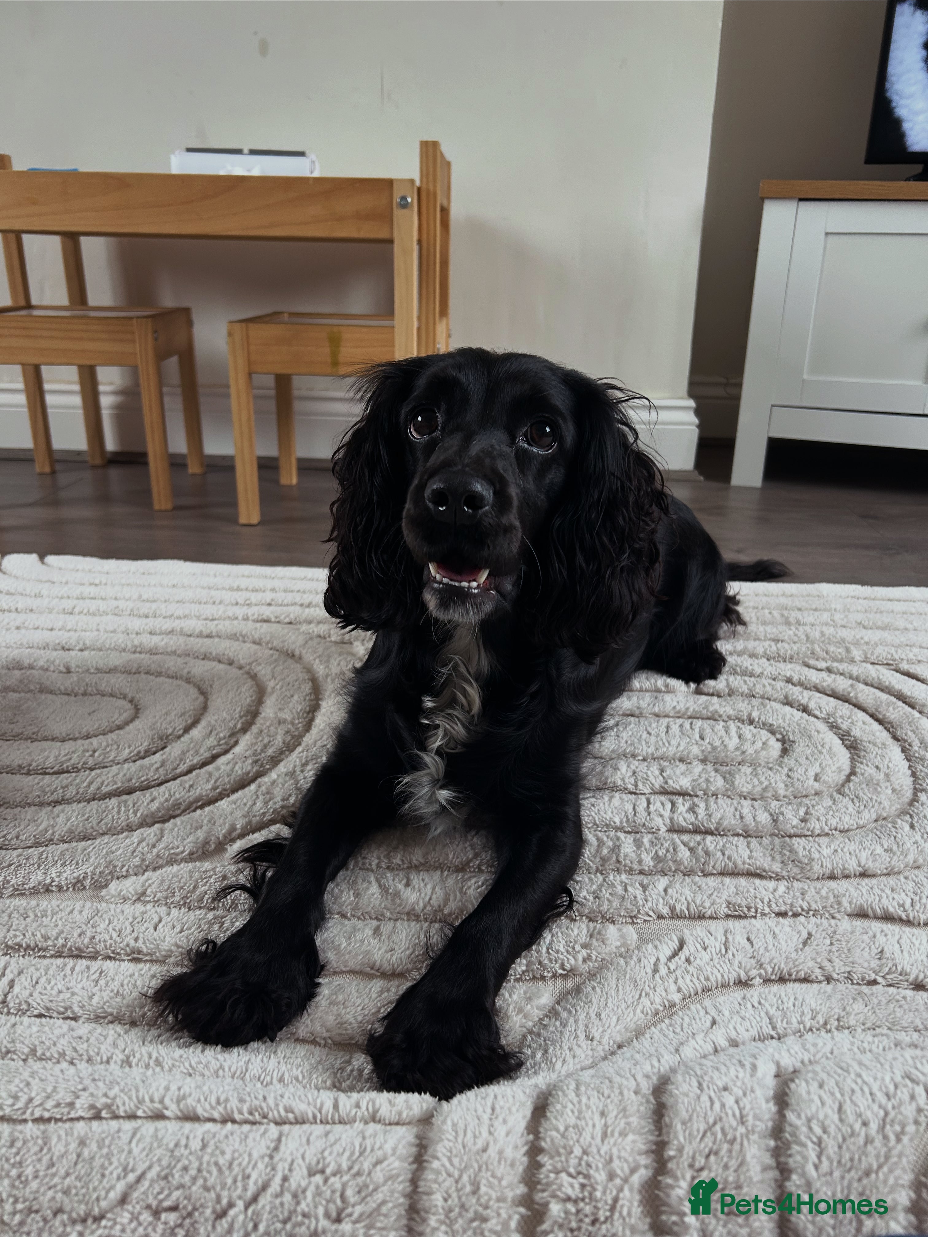 Cocker Spaniel dogs 2 year old cocker spaniel  - Advert 2