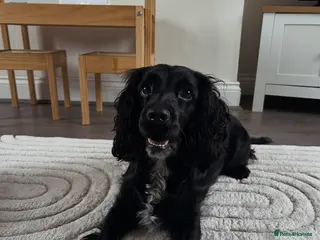 Cocker Spaniel dogs 2 year old cocker spaniel - Advert 2