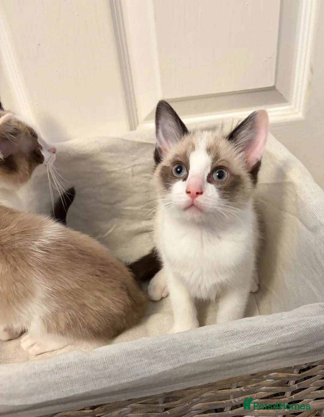 Ragdoll cats for sale: RAGDOLL X - Advert 7