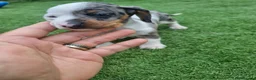 Dachshund dogs for sale: Hi we have 4 miniature dauchans tekel  - Advert 4