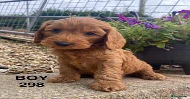 Cockapoo dogs - Advert 6