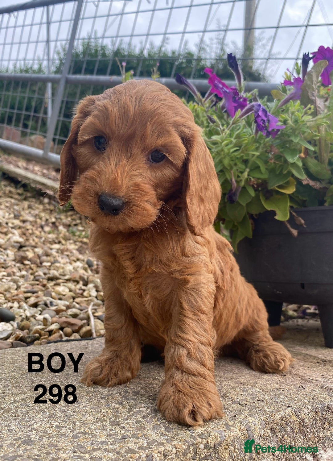 Cockapoo dogs for sale: 1 COCKAPOO BOY AVAILABLE! - Image 7