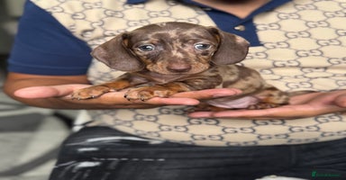 Dachshund dogs - Advert 5