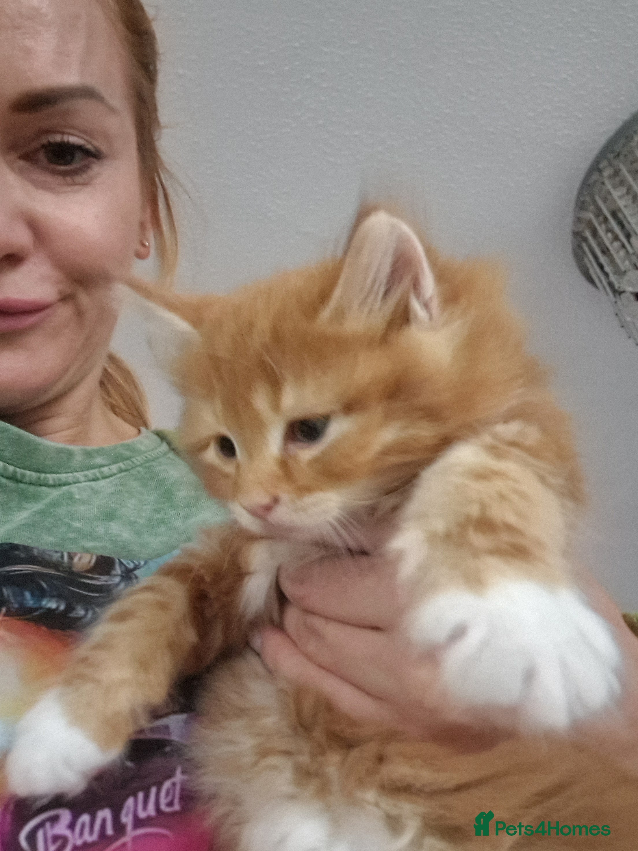 Norwegian Forest Cat cats Beautiful ginger fluffy kittens  - Advert 2