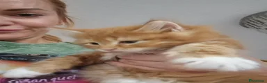 Norwegian Forest Cat 3
