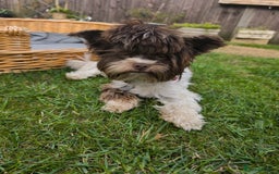 Biewer Terrier dogs for sale: Biewer Tereier - Image 4