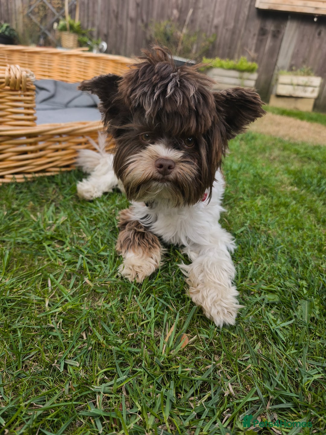 Biewer Terrier dogs for sale: Biewer Tereier - Image 4