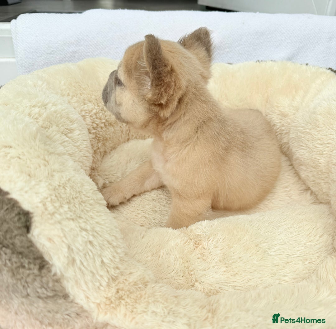 French Bulldog dogs for sale: Visual fluffy ** French bulldog puppies - Image 7