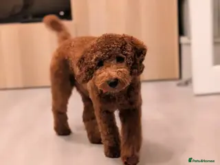 Cockapoo dogs Miniature Cockapoo Max - Advert 10