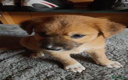 Mixed Breed dogs for sale: German Staffy Litter Available 12/10/25 - Image 5
