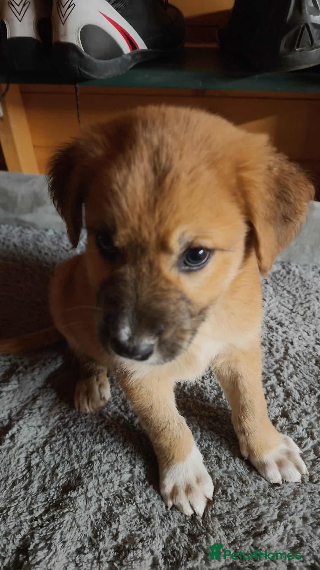Mixed Breed dogs for sale: German Staffy Litter Available 12/10/25 - Image 5