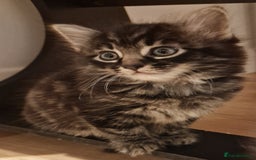 Mixed Breed cats for sale: Gorgeous Mixed Breed Main Coon Kittens  - Image 3
