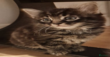 Mixed Breed cats - Advert 1