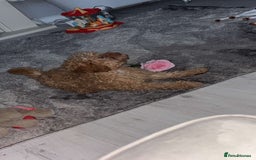 Poodle dogs for sale: Poodle puppies  - Image 15