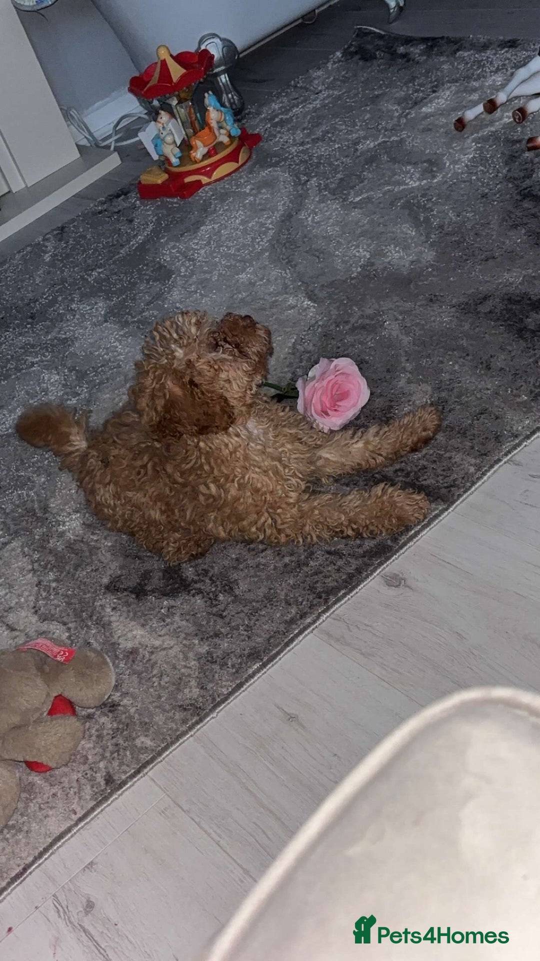 Poodle dogs for sale: Poodle puppies  - Image 15