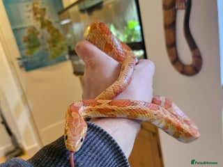 Corn Snake reptiles Young Male Corn Snake plus setup - Advert 3