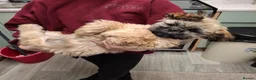 Shih Tzu dogs for sale: Shih tzu  - Advert 3