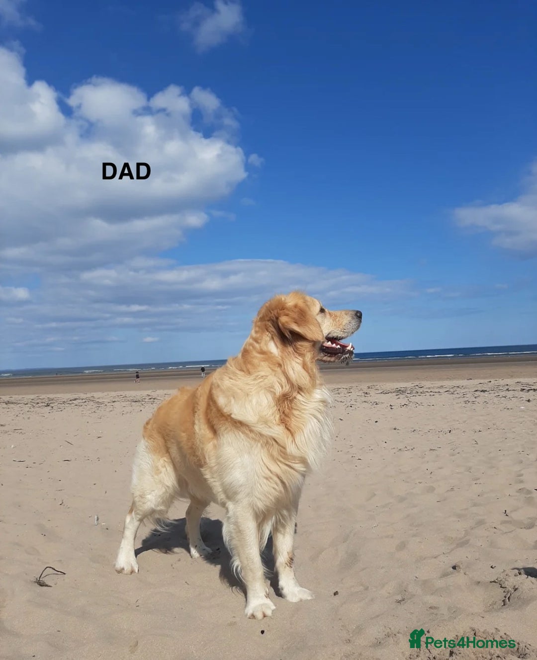 Golden Retriever dogs for sale: Stunning Golden Retriever Puppies  - Image 2