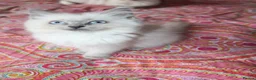 Ragdoll cats for sale: Last girl  - Advert 3