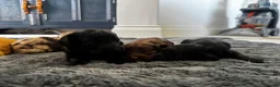 Cockapoo dogs for sale: Beautiful F1 cockapoos  - Advert 6