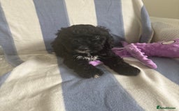 Cockapoo dogs for sale: F2 CockerPoos  - Image 6