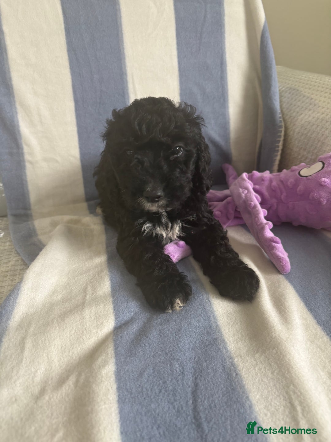 Cockapoo dogs for sale: F2 CockerPoos  - Image 6